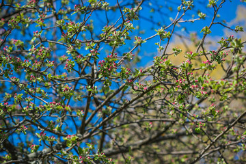 Spring apple tree in garden. Gardening concept 