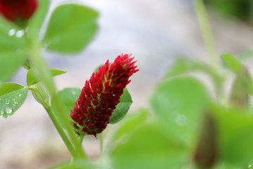 ベニバナツメクサ