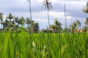 A planted field near Indonesian homes