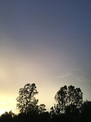 silhouette of a tree at sunset