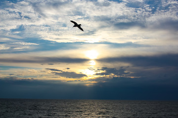 Naklejka na ściany i meble Beautiful morning blue sky with clouds, sun and silhouette of a seagull by the sea