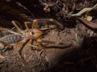 spider on the ground