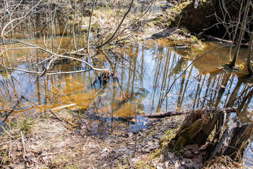 early spring swamp in the forest, sunny day