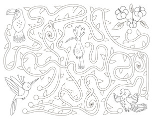 Tropical black and white maze for children. Preschool exotic activity. Funny jungle puzzle with cute parrot, hoopoe and toucan. Help the bird get to the flowers game. Fun coloring page for kids.