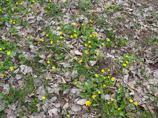 Spring background with yellow Blooming Caltha palustris, known as marsh-marigold and kingcup. Flowering gold colour plants in Early Spring.