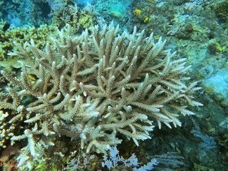 The amazing and mysterious underwater world of Indonesia, North Sulawesi, Manado, gorgonian coral