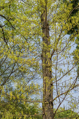 カーキ色の花が咲くハシバミの木 / Corylus heterophylla