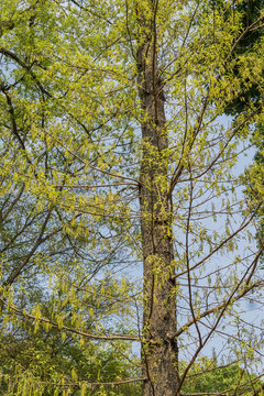 Corylus Heterophylla Photos Royalty Free Images Graphics Vectors Videos Adobe Stock Corylus Heterophylla Photos Royalty Free Images Graphics Vectors Videos Adobe Stock