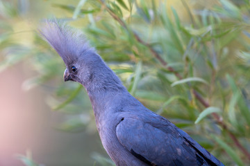 go away bird