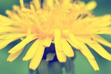 Beautiful, yellow dandelion flower. Taraxacum blooming. Filtered photo. Macro.