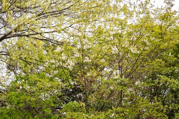 Fototapeta na wymiar ハシバミとアオダモの花が咲く春の森