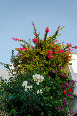 Pink Bougainvillea and white oleander plants. Bougainvillea wall on a greek island
