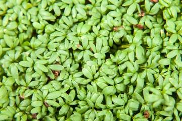 Green Cress, a natural and healthy food rich in vitamins