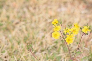 노란 씀바귀꽃이 핀 봄풍경