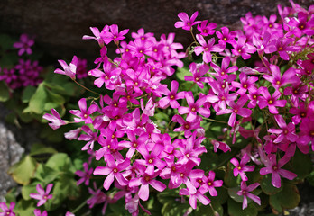 Fototapeta premium flower