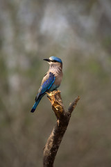 Indian Roller sitting in single branch with beautiful background boche.