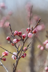 Blooming apricot flower，Prunus sibirica