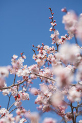 Blooming apricot flower，Prunus sibirica