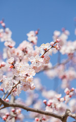 Blooming apricot flower，Prunus sibirica