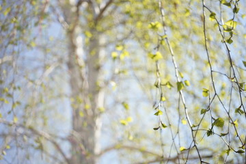 Birch tree with young leaves on the branches, natural blurred background with trunk in the morning.