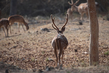 Spotted deer, chital walking into the woods to the troop.