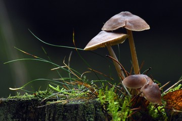 Ku górze.  © ARTUR