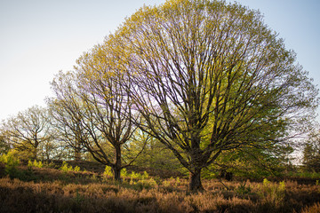 Wald und Heidi