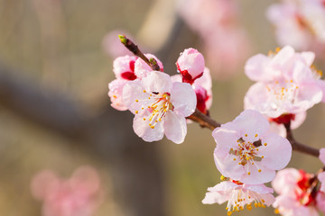 Blooming apricot flower，Prunus sibirica