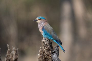 Indian Roller sitting in single branch with beautiful background boche.