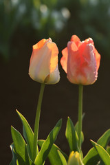 チューリップ