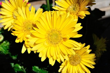 Margarita amarilla flor de jardín