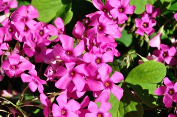 Fototapeta na wymiar Vinagrillo rosado en primavera, flor de jardín