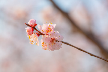 Blooming apricot flower，Prunus sibirica