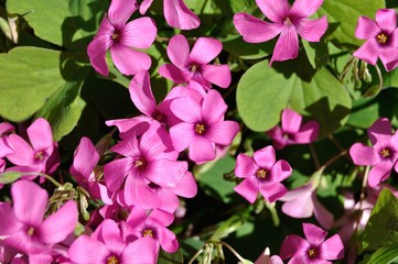 Vinagrillo rosado en primavera, flor de jardín