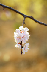 Blooming apricot flower，Prunus sibirica