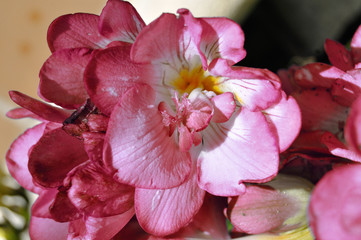 Fototapeta na wymiar Flores de jadín en primavera