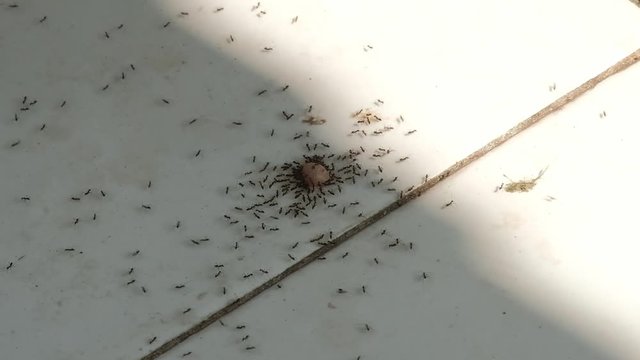 marching ants working and swarming food crumps on the floor