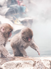 Snow monkey by the hot spring