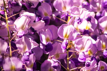 Bee on a wisteria flower