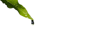 Close up droplet of water rain falling from green leaf on isolated white background. Ecology...
