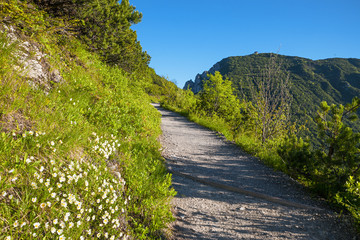 hiking trail at herzogstand mountain, to the summit, landscape upper bavaria