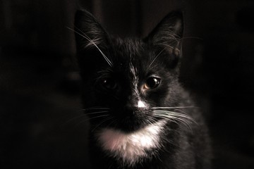 black and white cat 