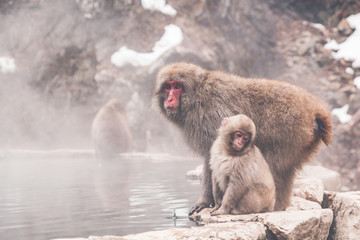 Snow monkey by the hot spring