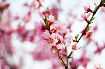 Fototapeta na wymiar peach blossom in spring