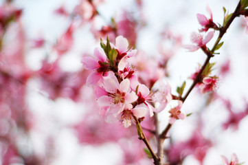 peach blossom in spring