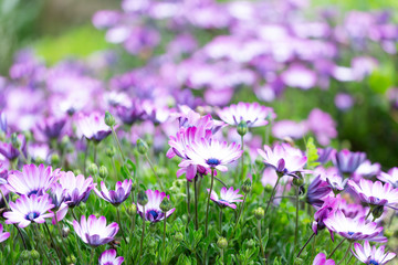 紫　花