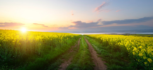 Rapeseed field at sunset, Blooming canola flowers panorama. Rape on the field in summer. Bright Yellow rapeseed oil