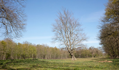 Obraz premium Lonely green tree in the middle of a meadow