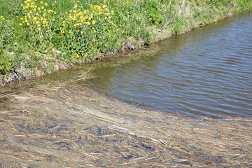 Plant residues in a dutch ditch