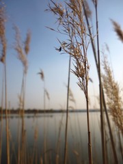 reeds in the water